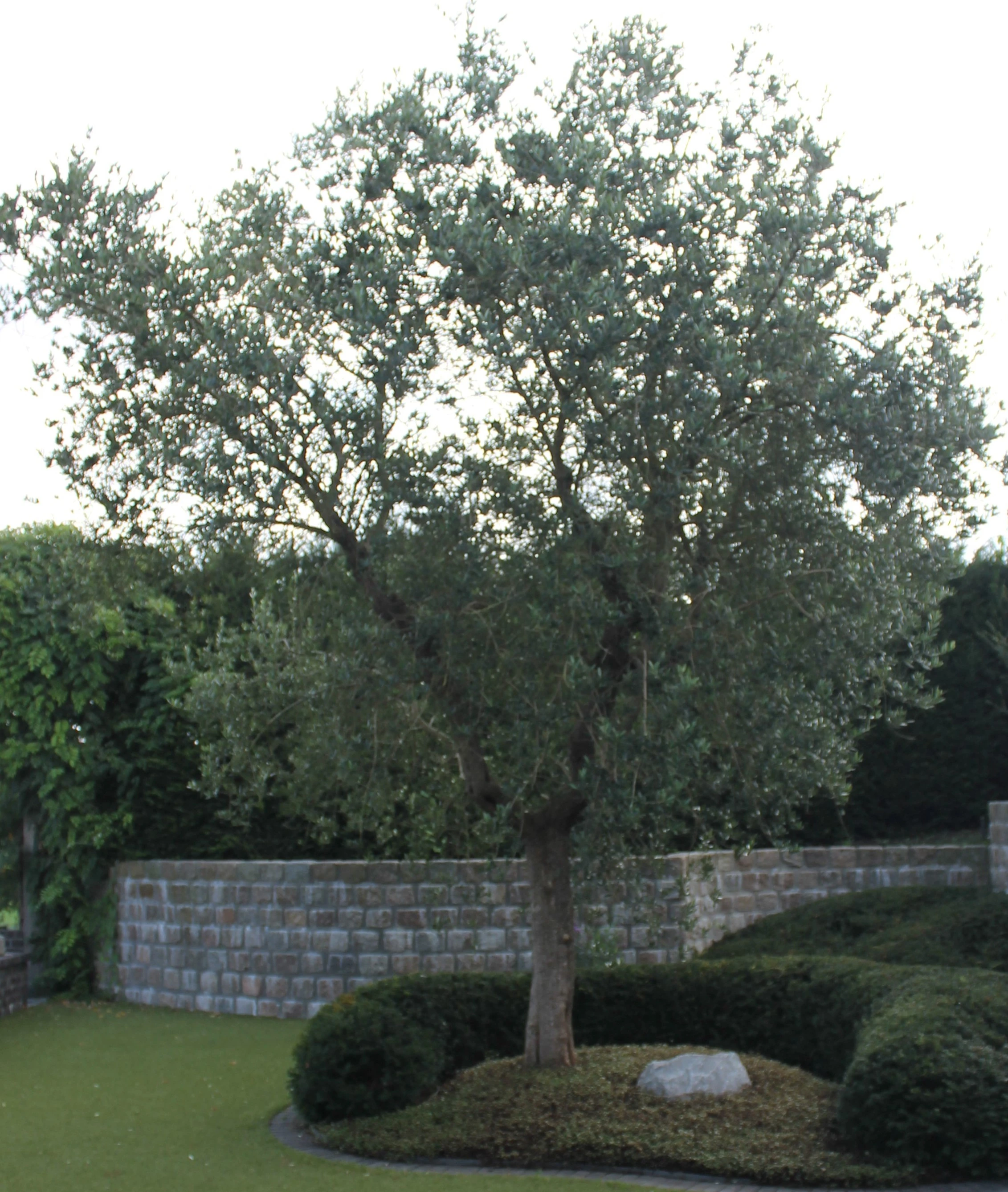 Olea europea-1