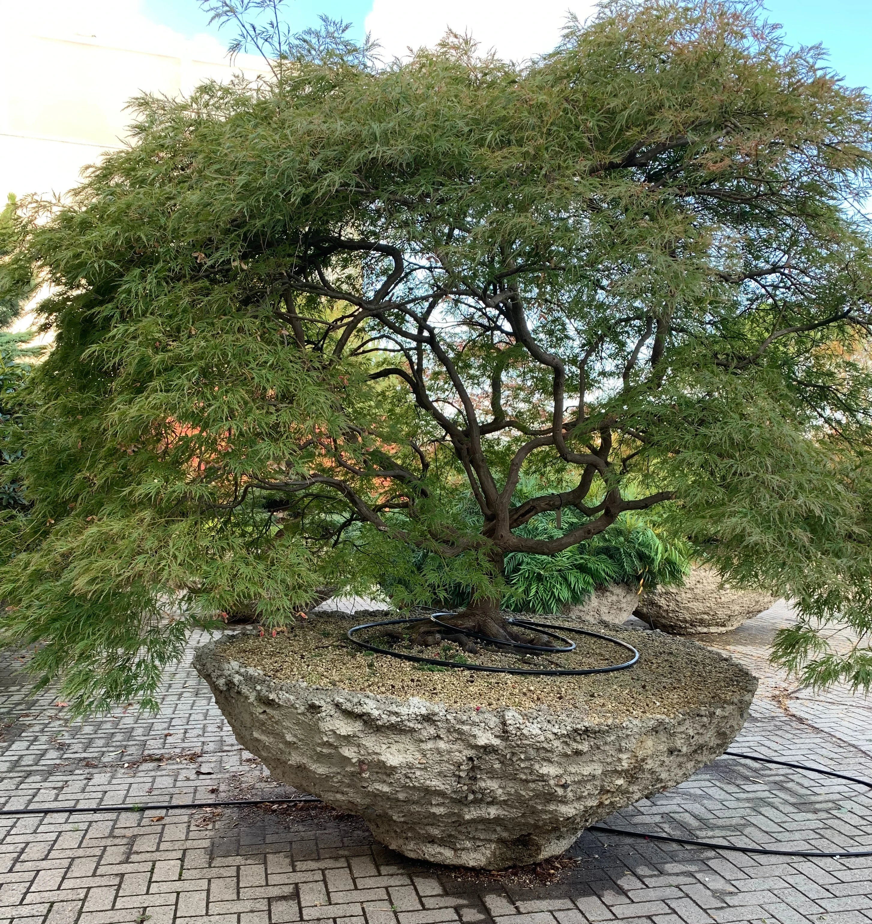 Inkoop van bomen, meerstammige heesters en XXL plantgoed -1