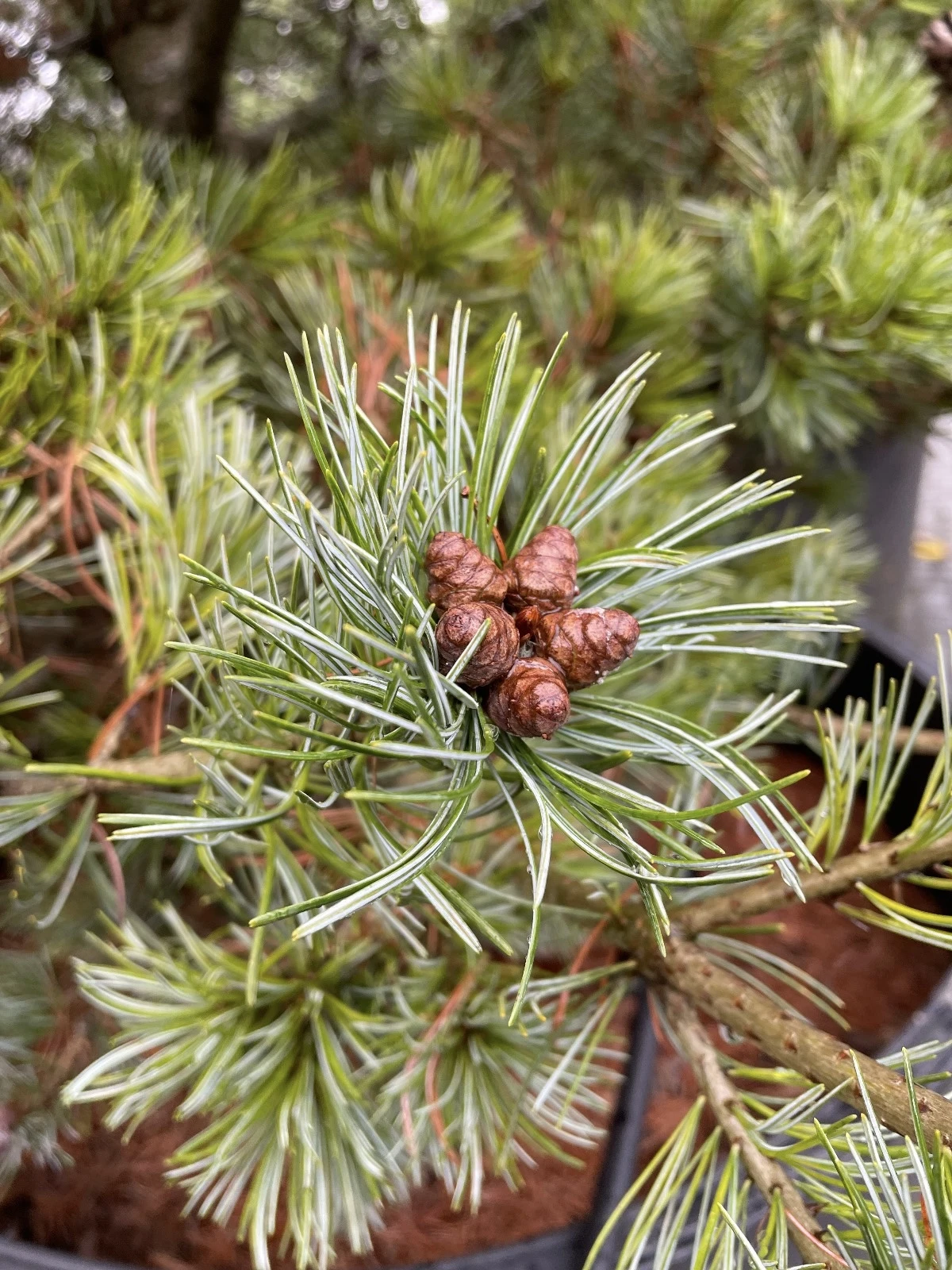 Pinus parviflora-3