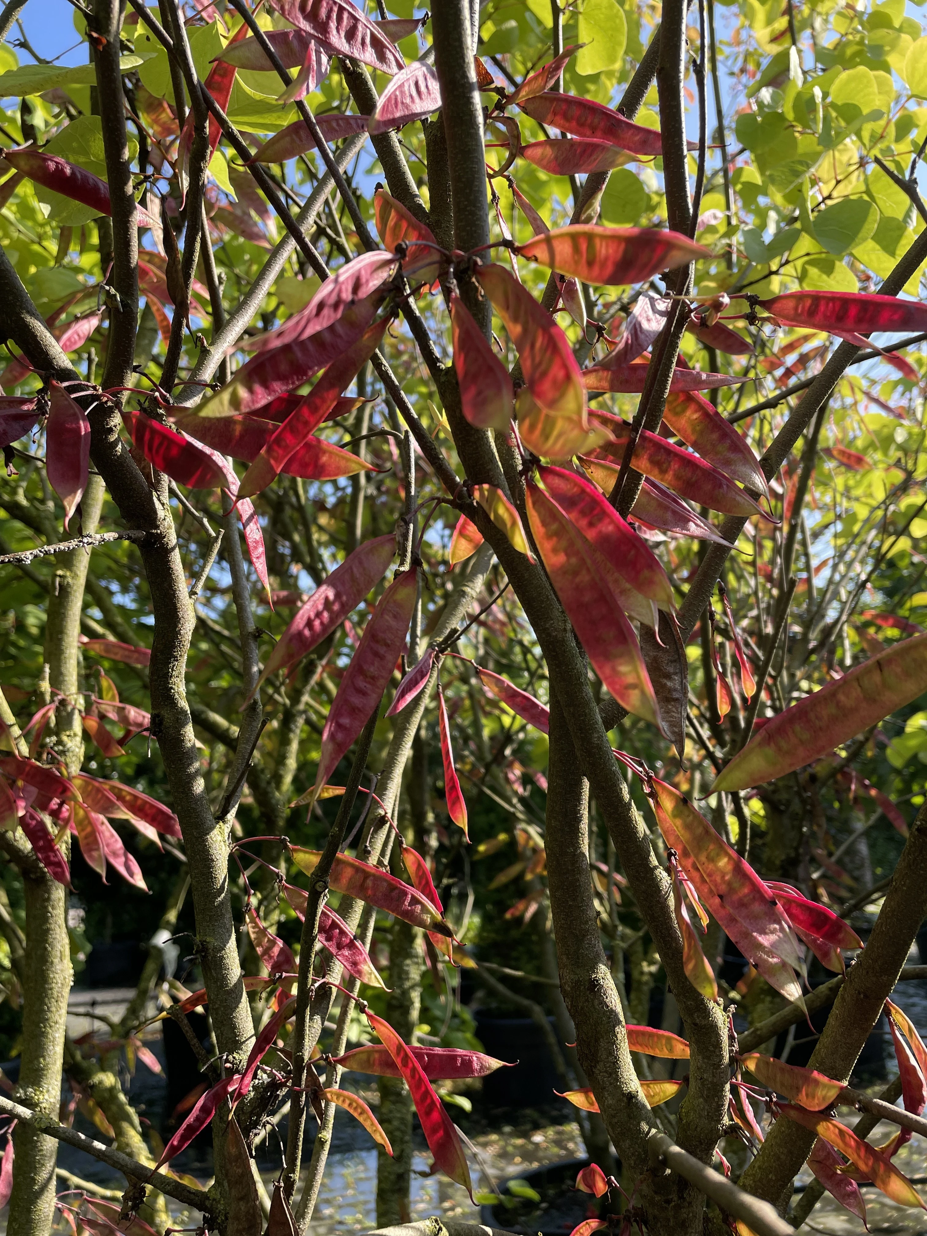 Cercis siliquatrum-4