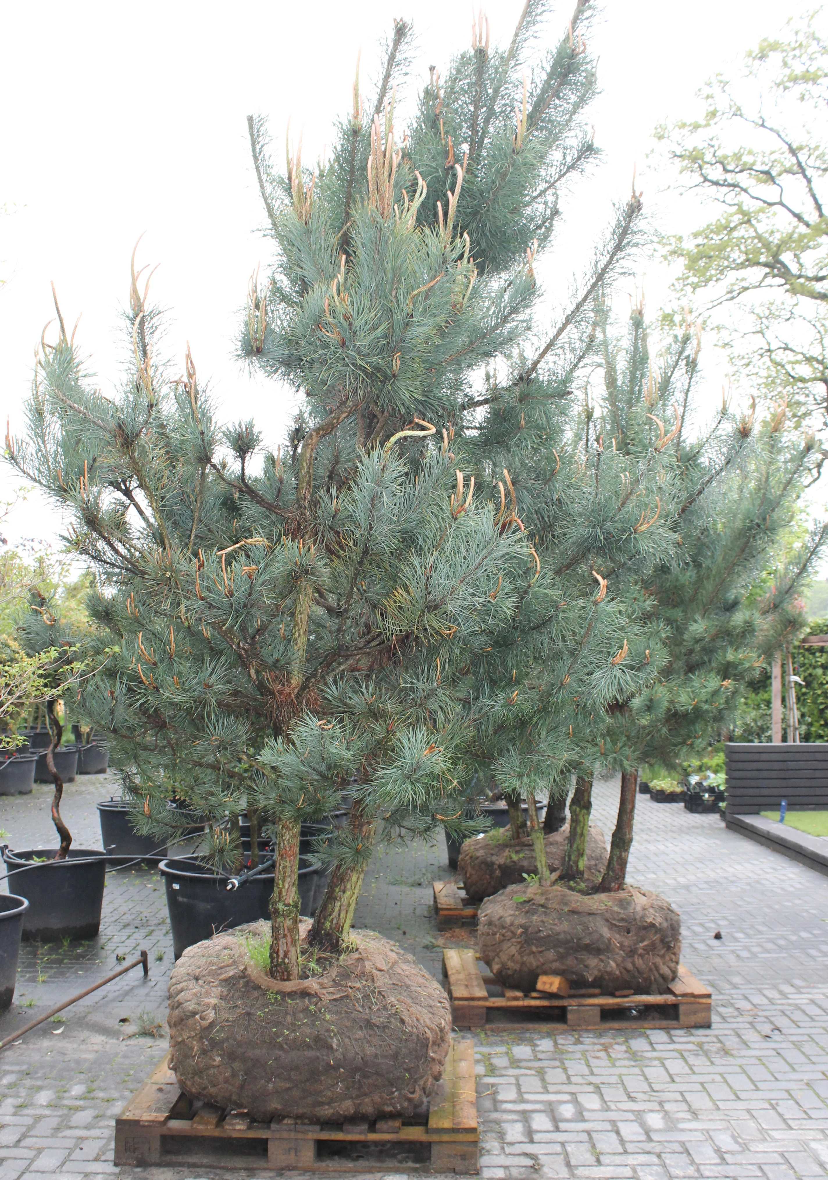 Pinus parviflora-3