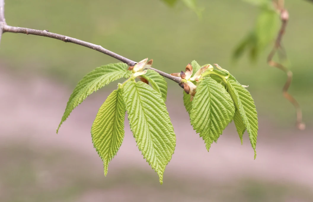 Carpinus betulus -1