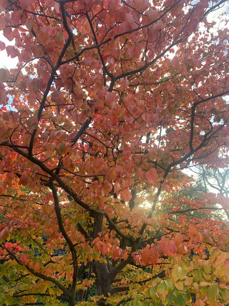 Parrotia persica -5