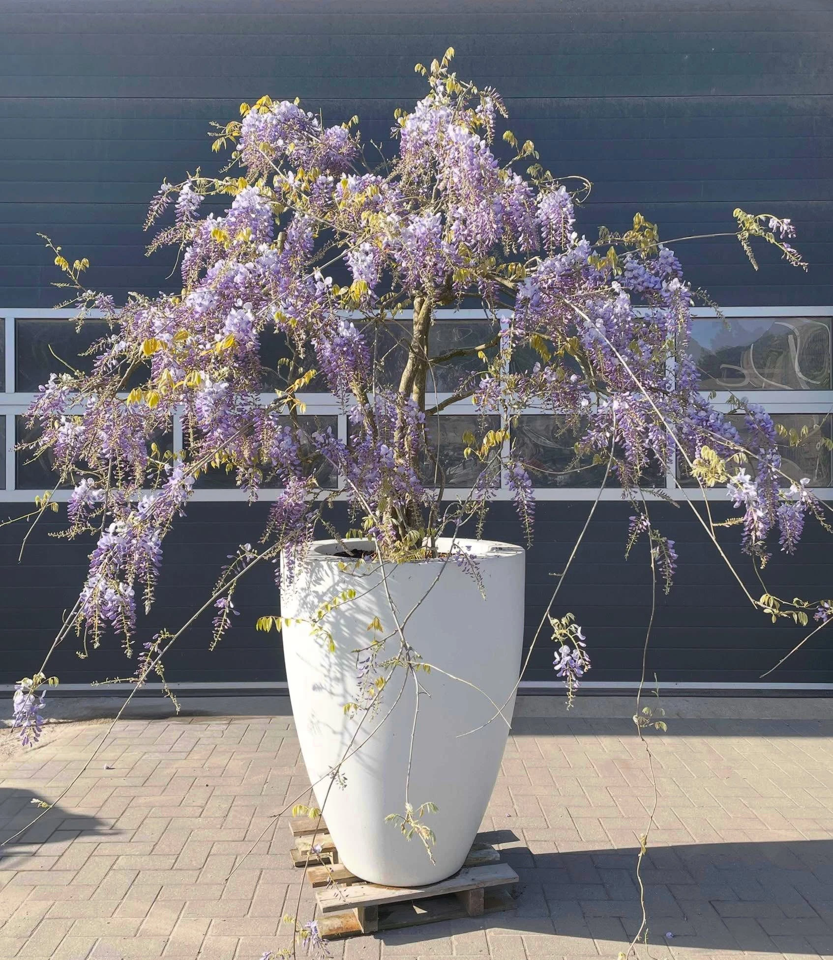 Wisteria sinensis -2