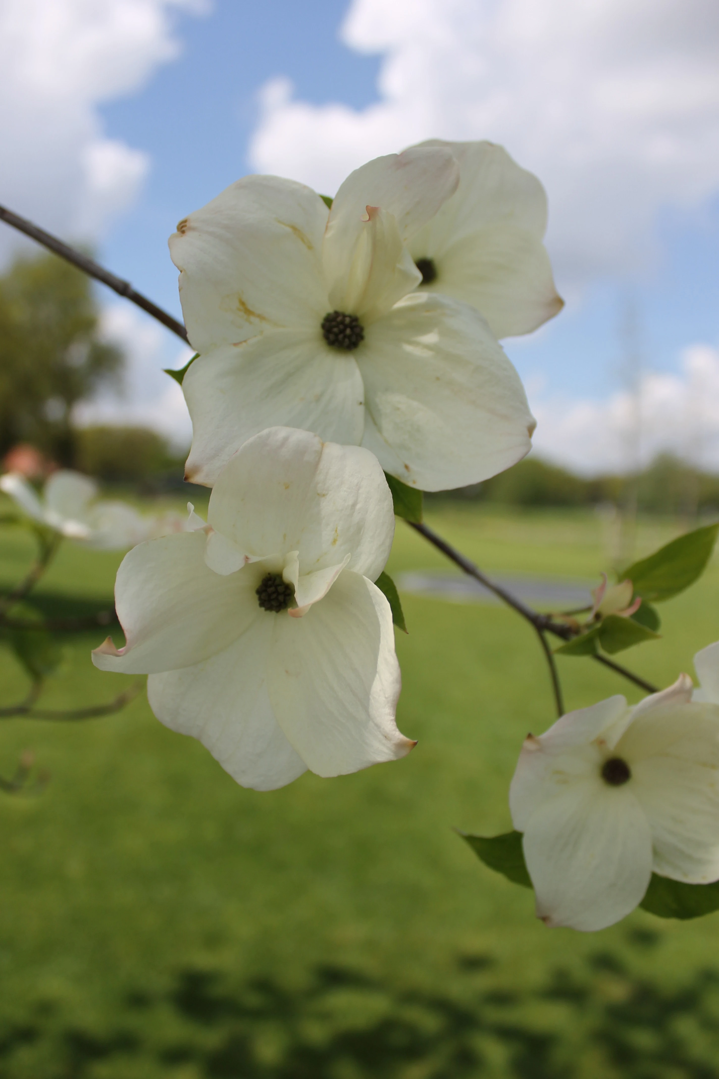 Cornus ‘Eddie’s White Wonder’-4