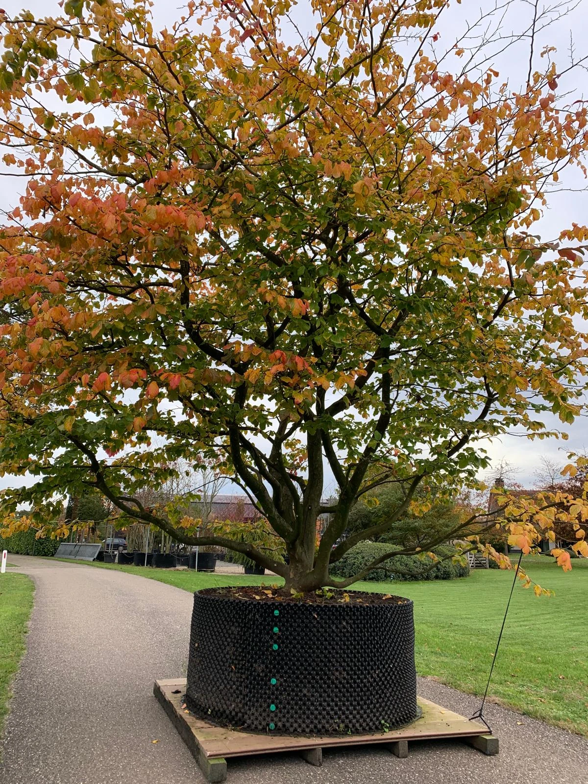 Parrotia persica -11