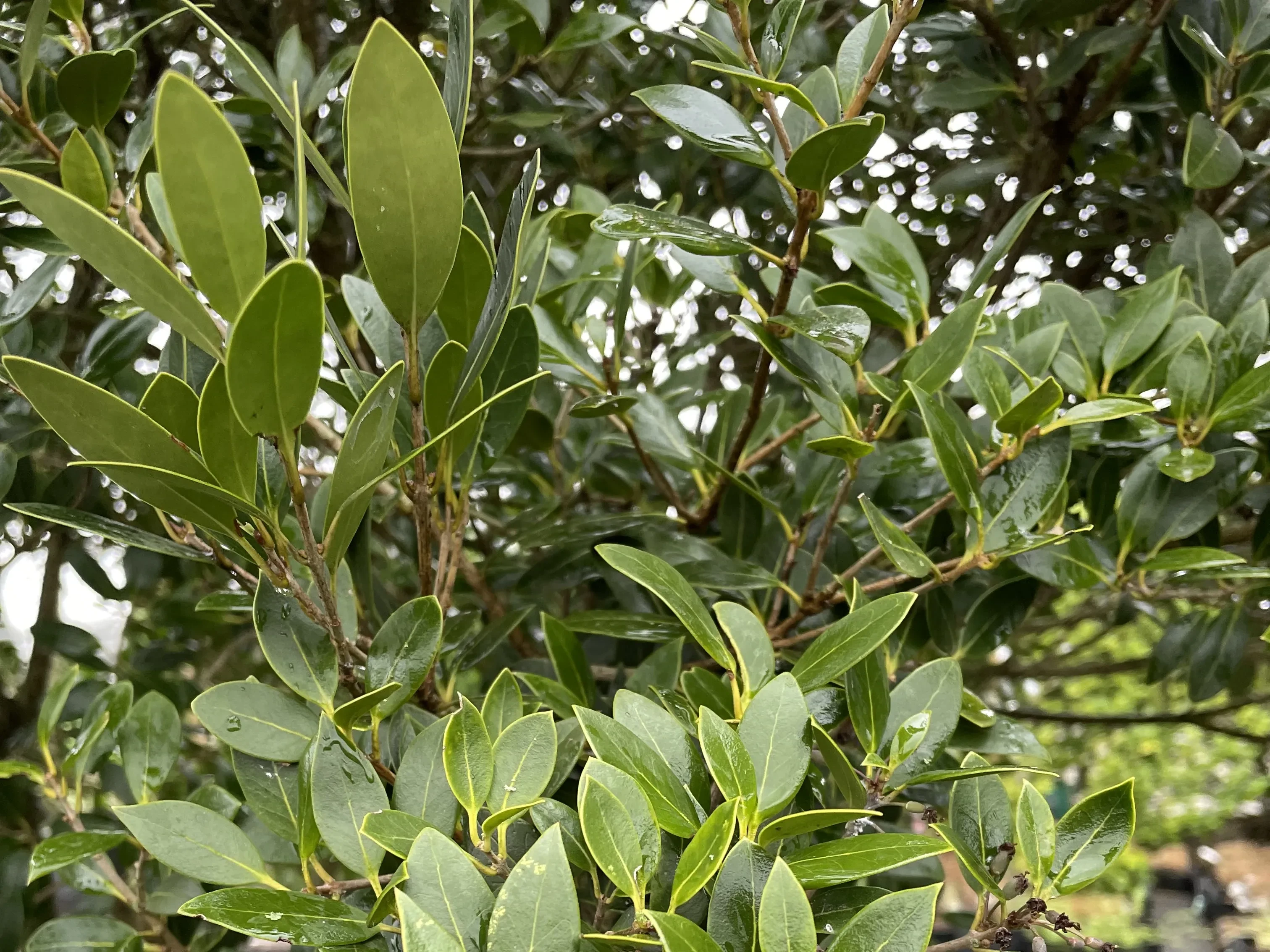 Osmanthus heterophyllus (haag) -4