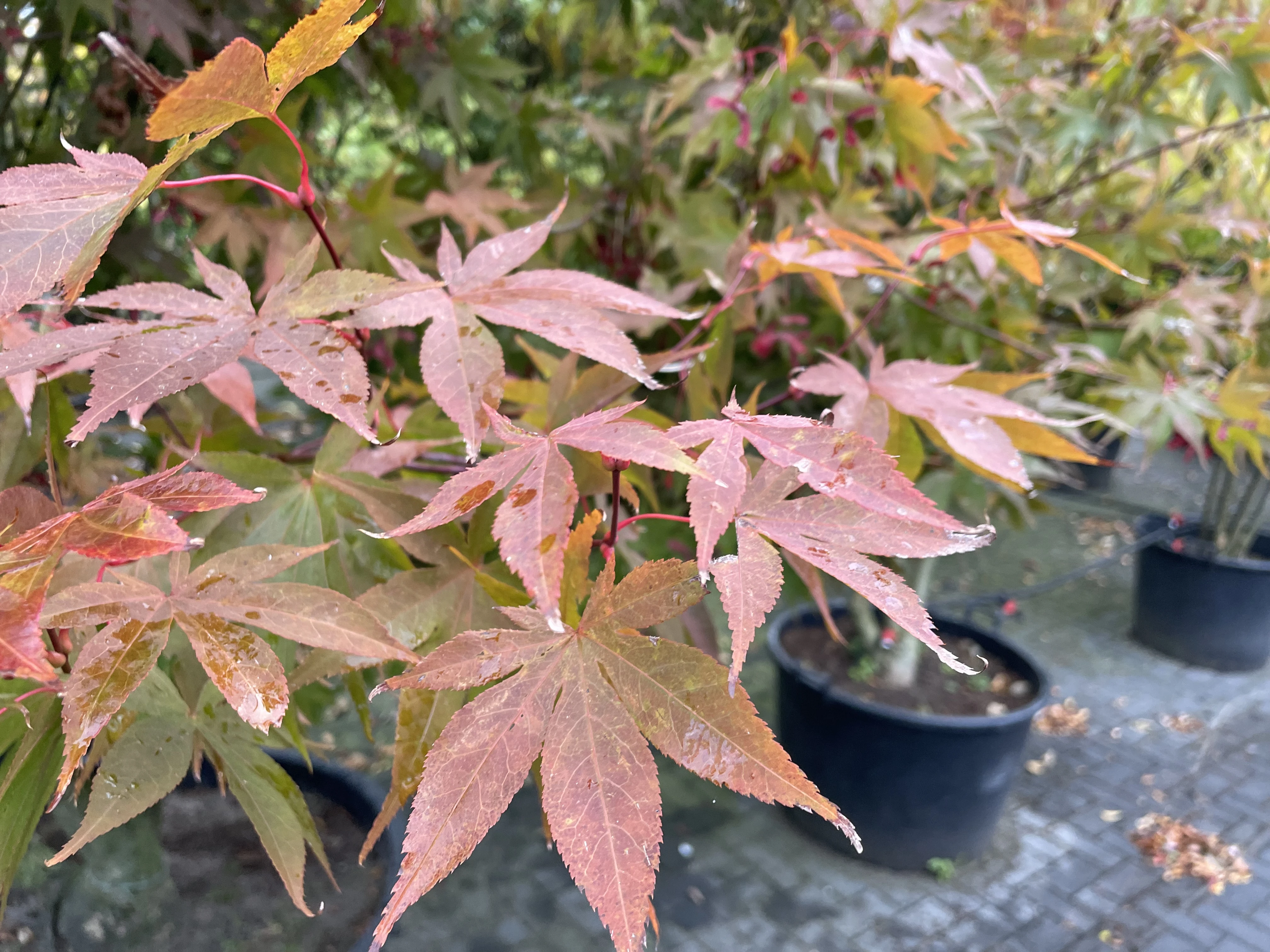 Acer palmatum ‘Osakazuki’-3