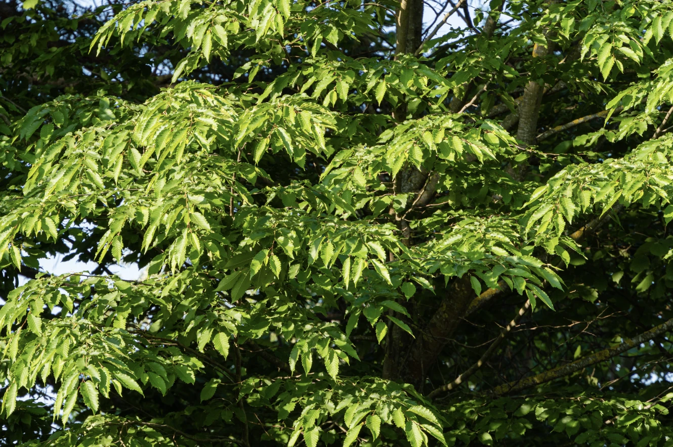 Carpinus betulus -2