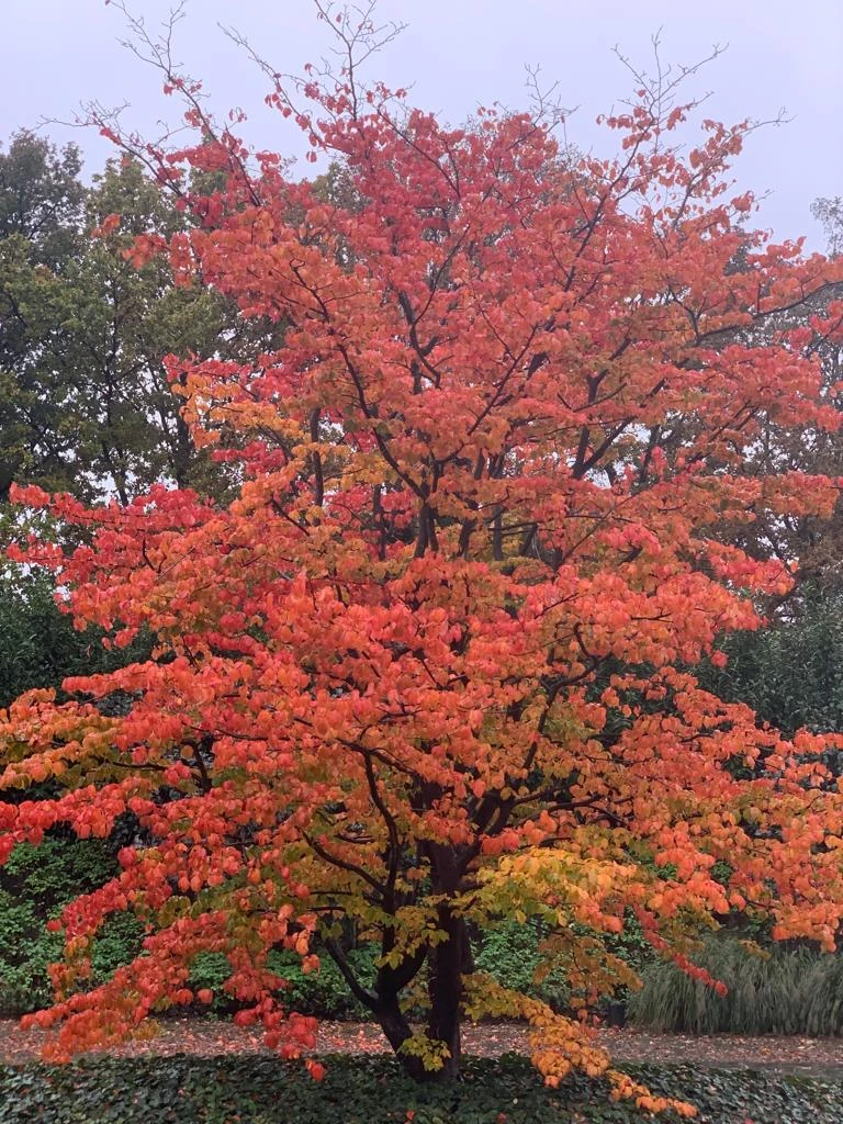 Parrotia persica -11