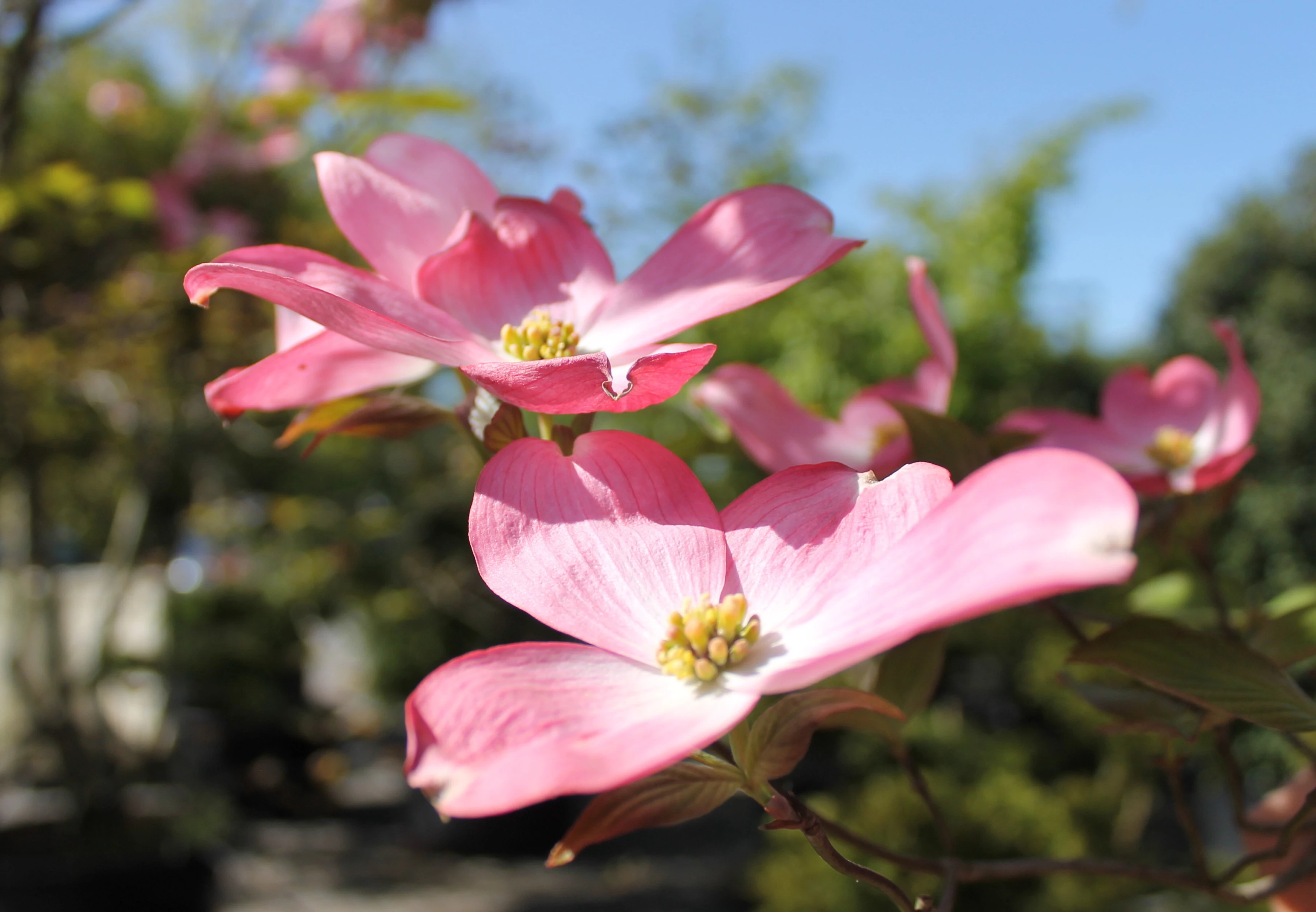 Cornus florida 'Chererokee Chief'-7