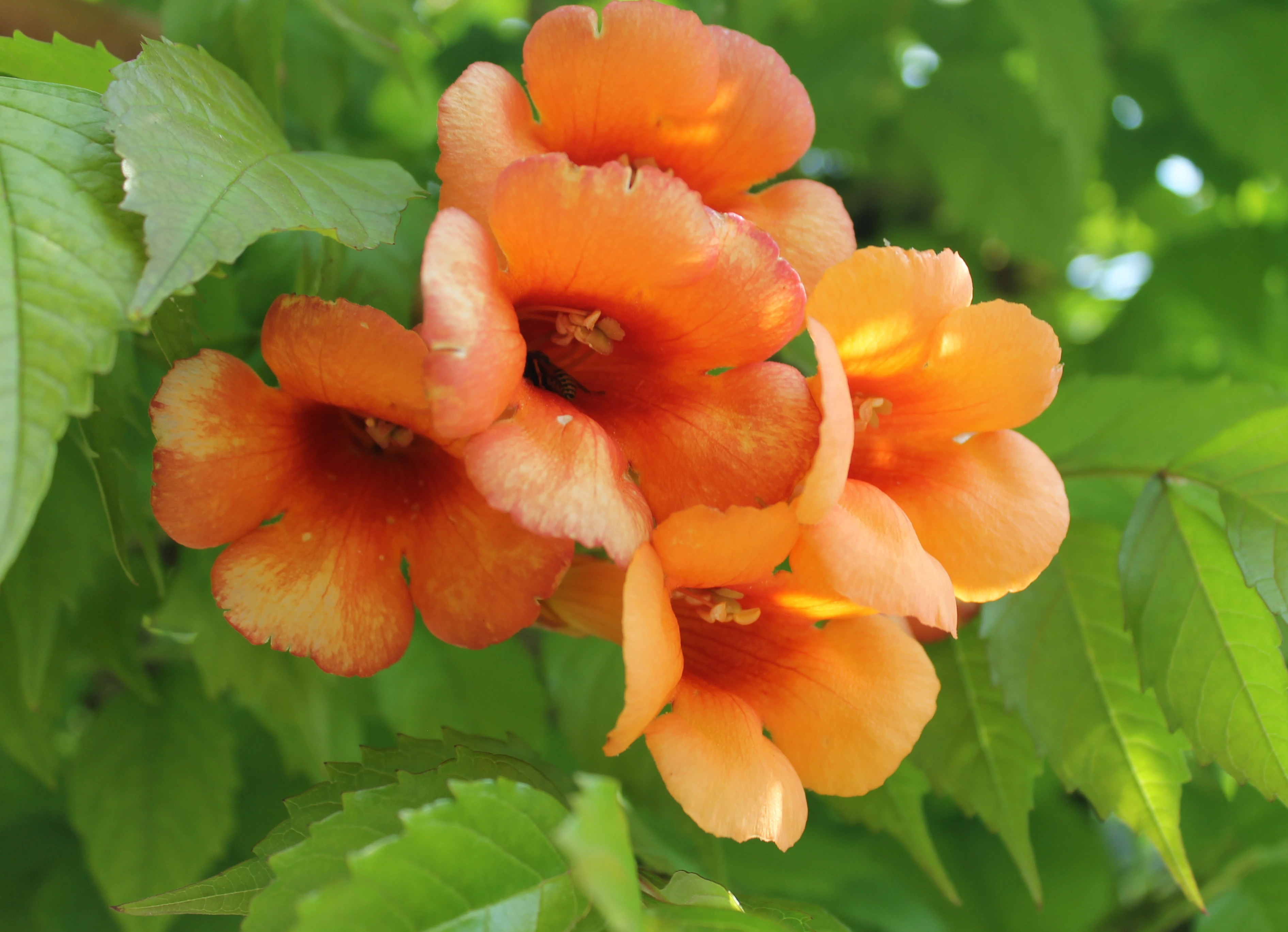 Campsis radicans -2