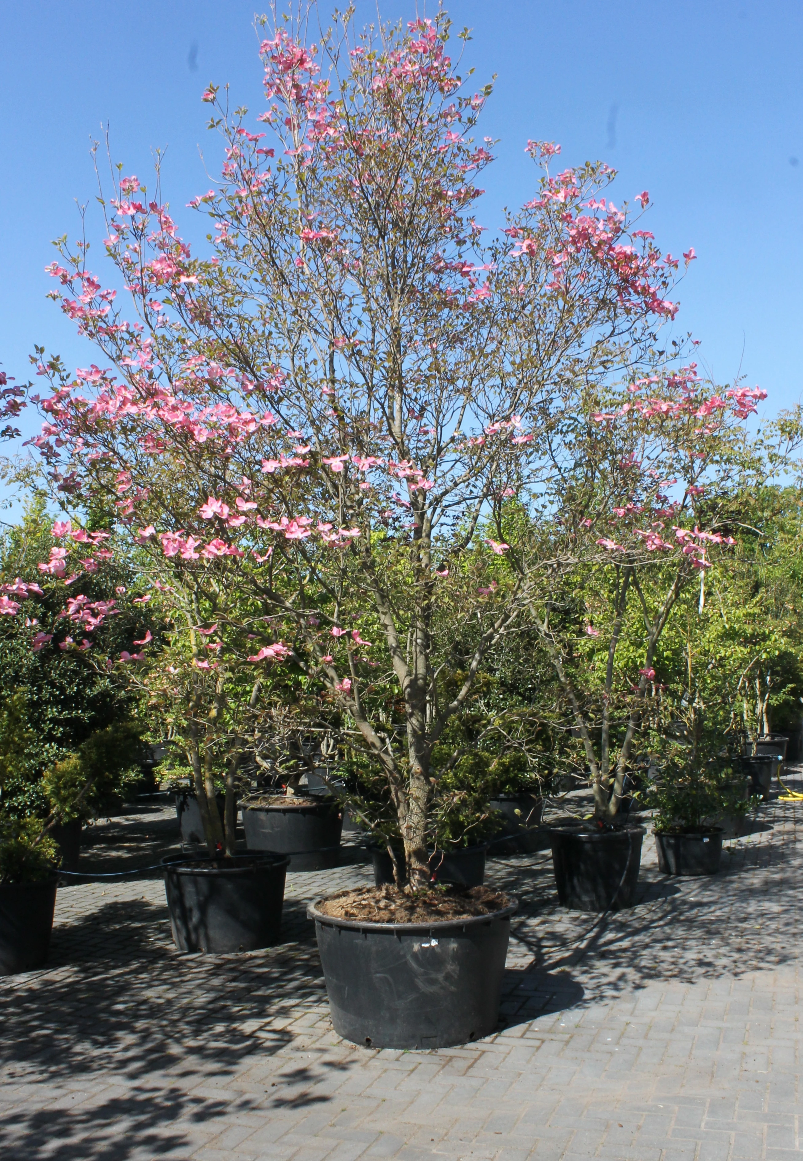 Cornus florida 'Chererokee Chief'-5