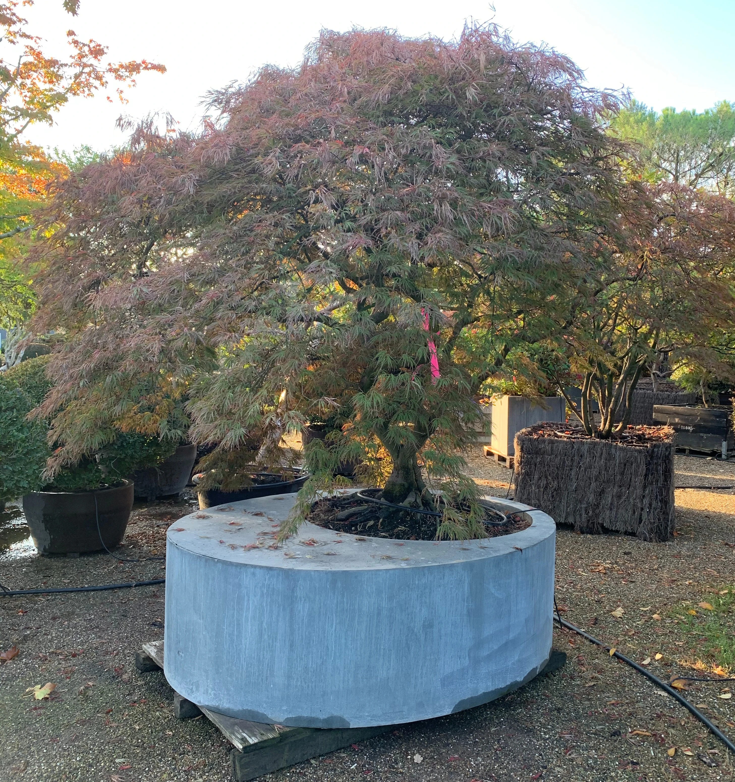 Inkoop van bomen, meerstammige heesters en XXL plantgoed -2