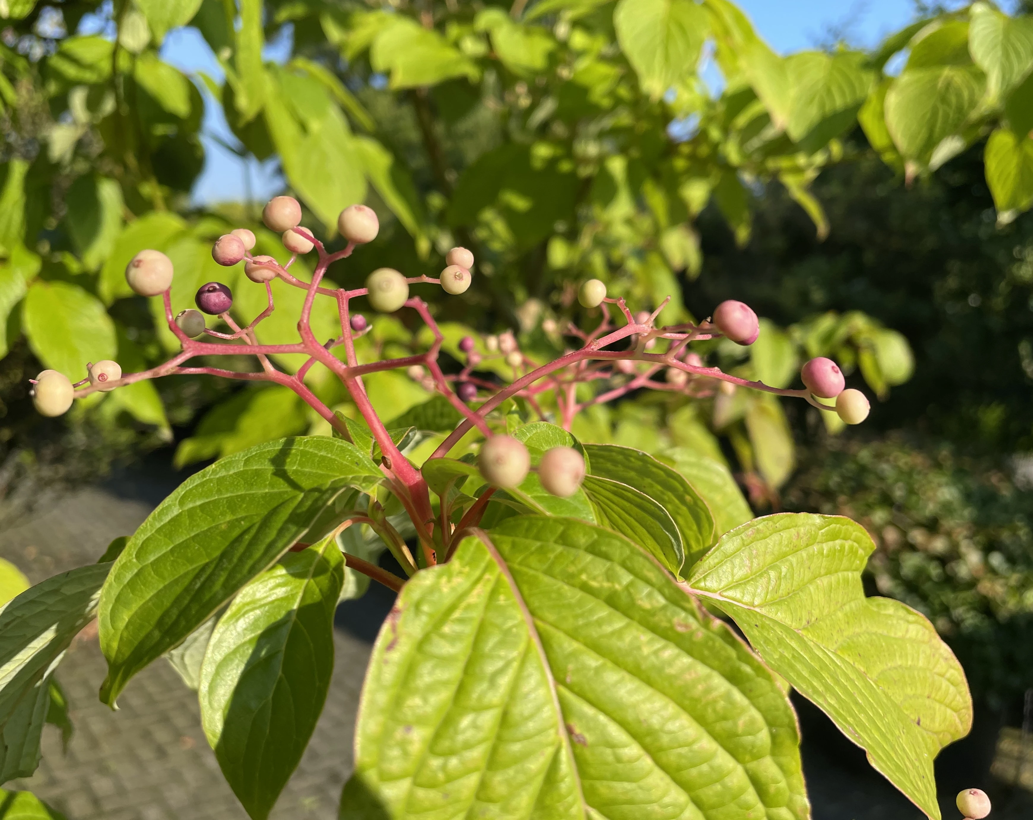 Cornus controversa -5