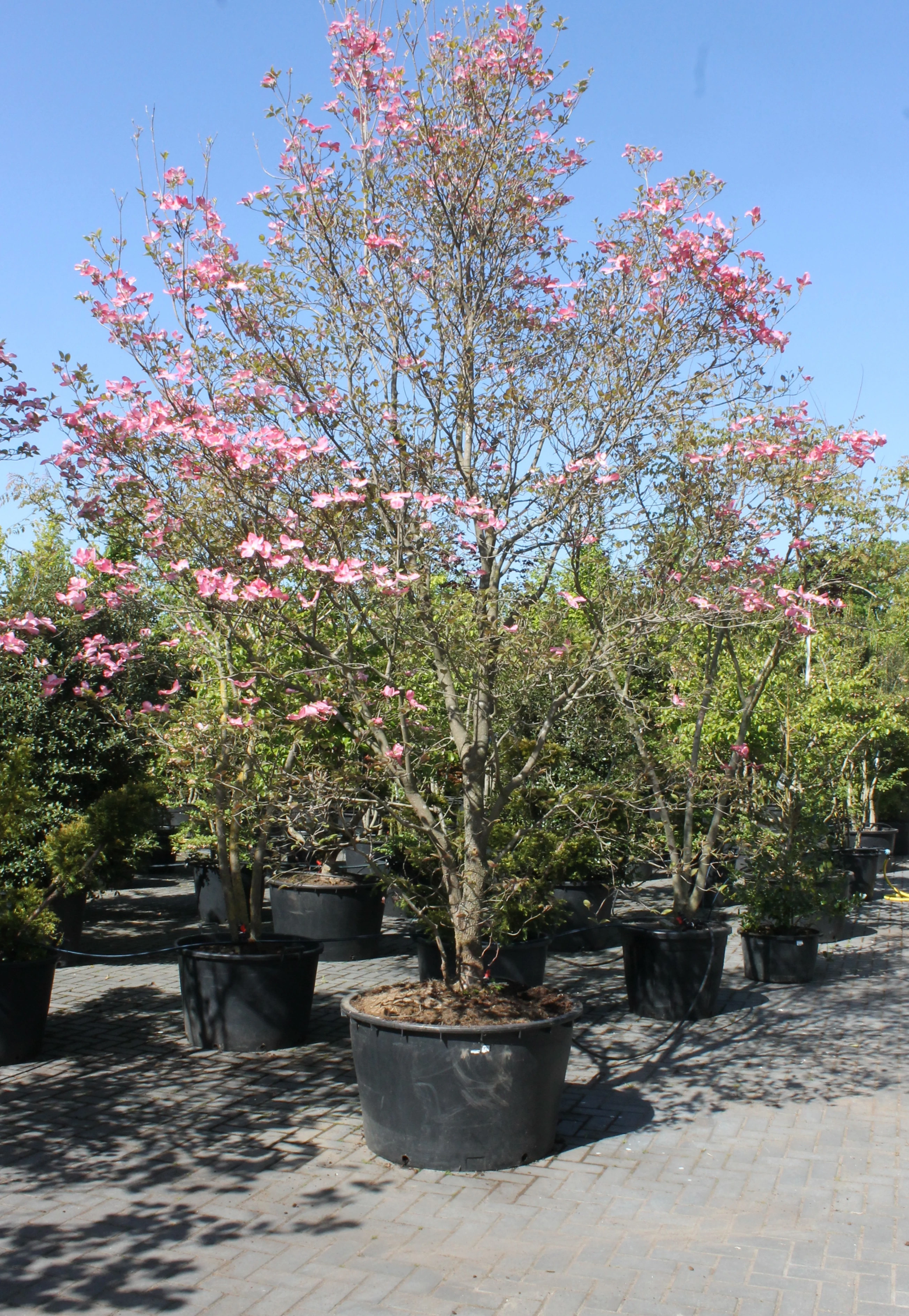 Cornus florida 'Chererokee Chief'-3