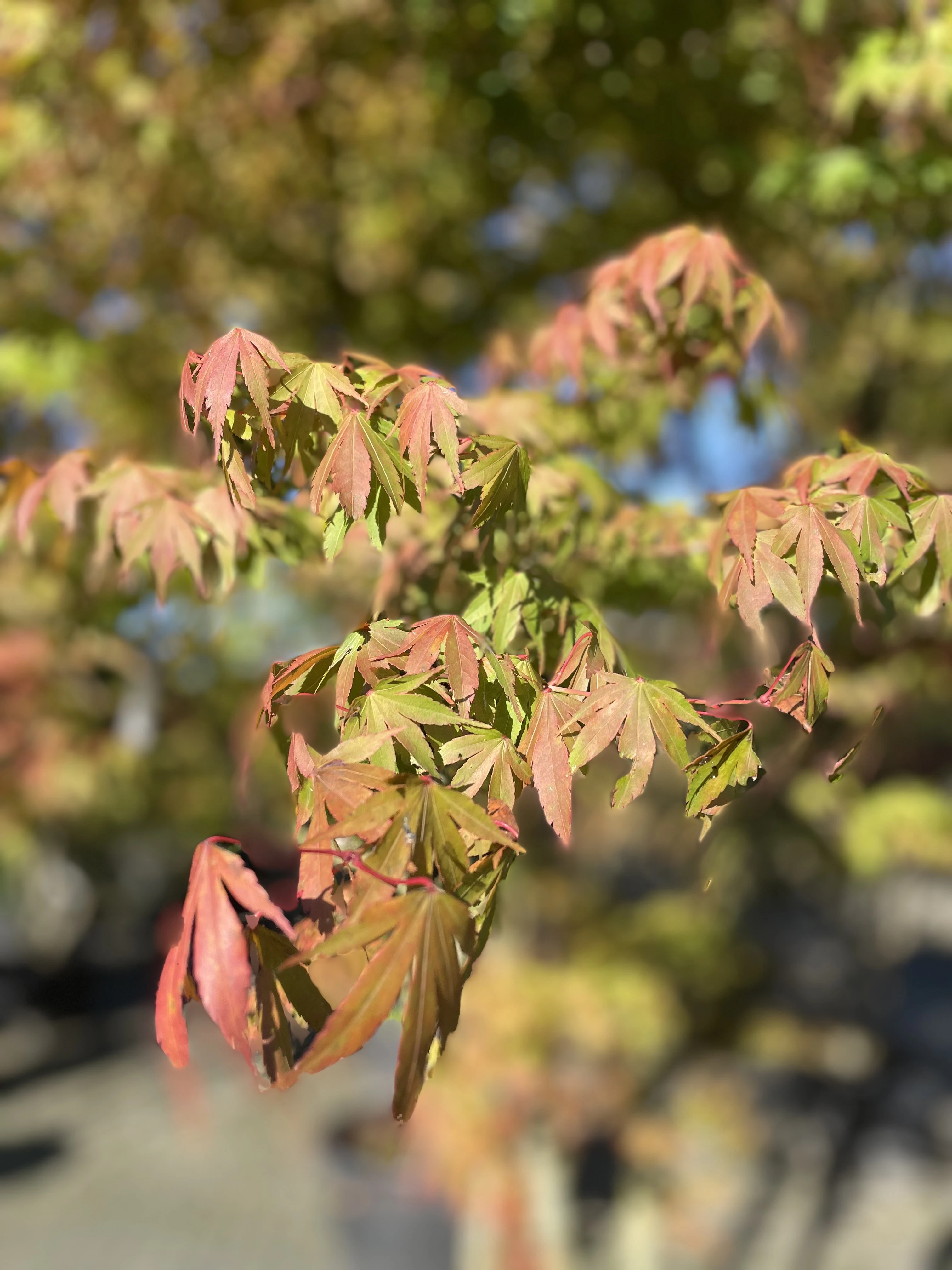 Acer palmatum ‘Osakazuki’-5