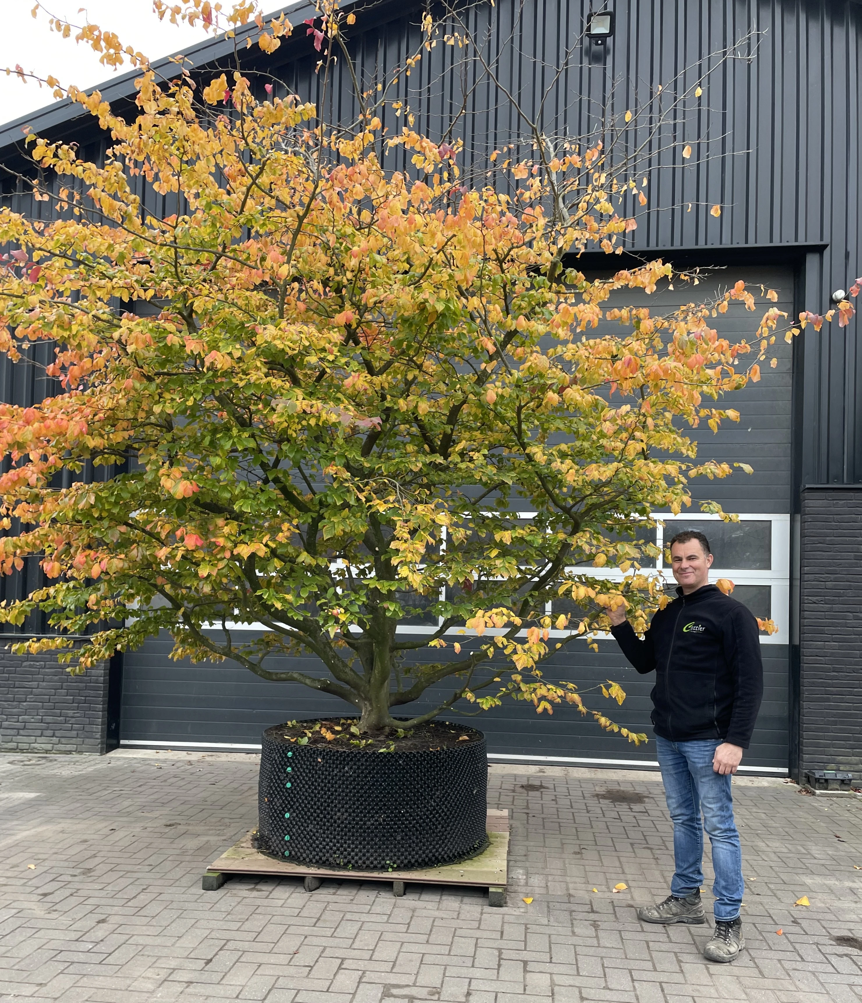 Parrotia persica -12