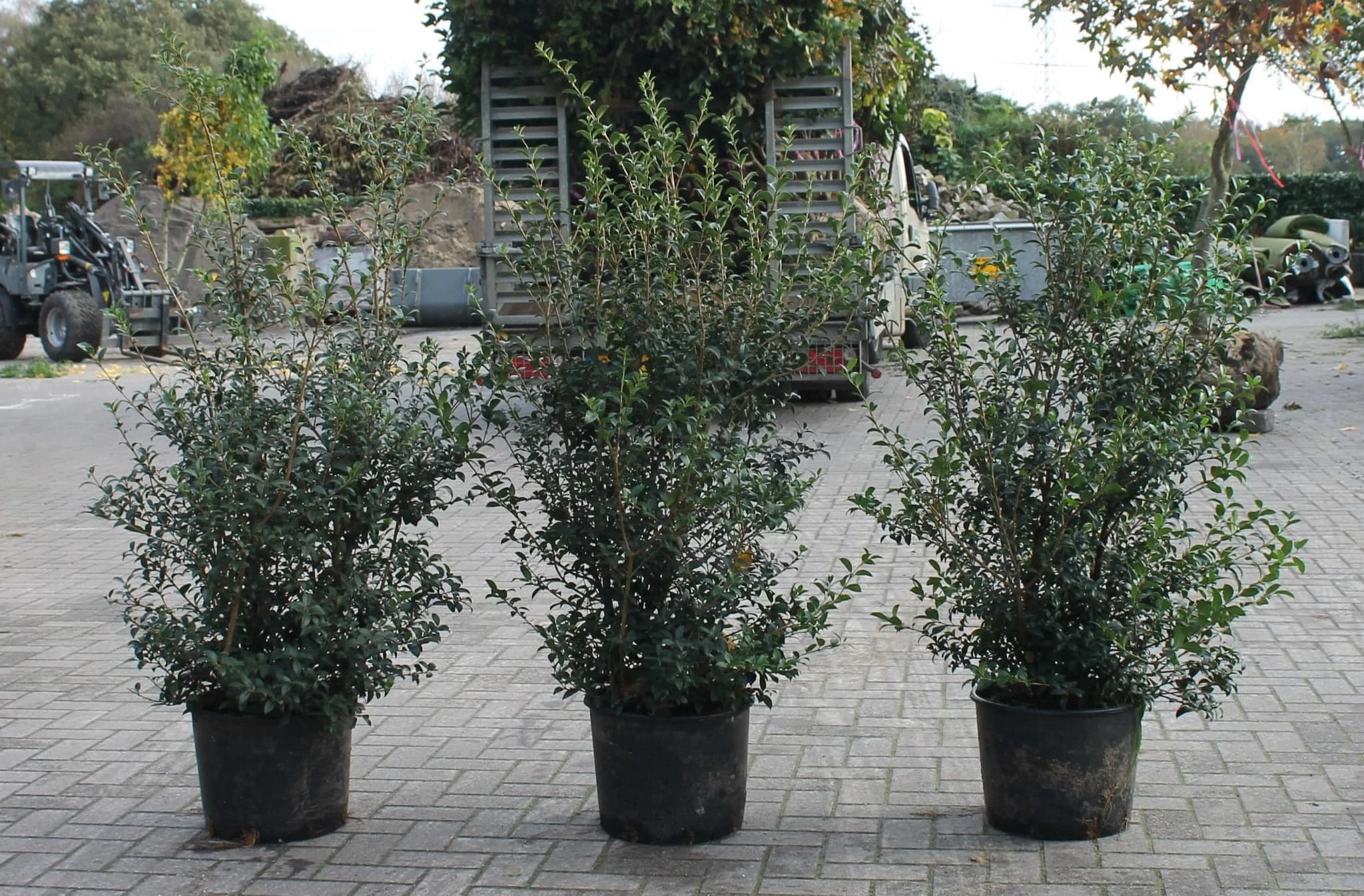 Osmanthus heterophyllus (haag) -1