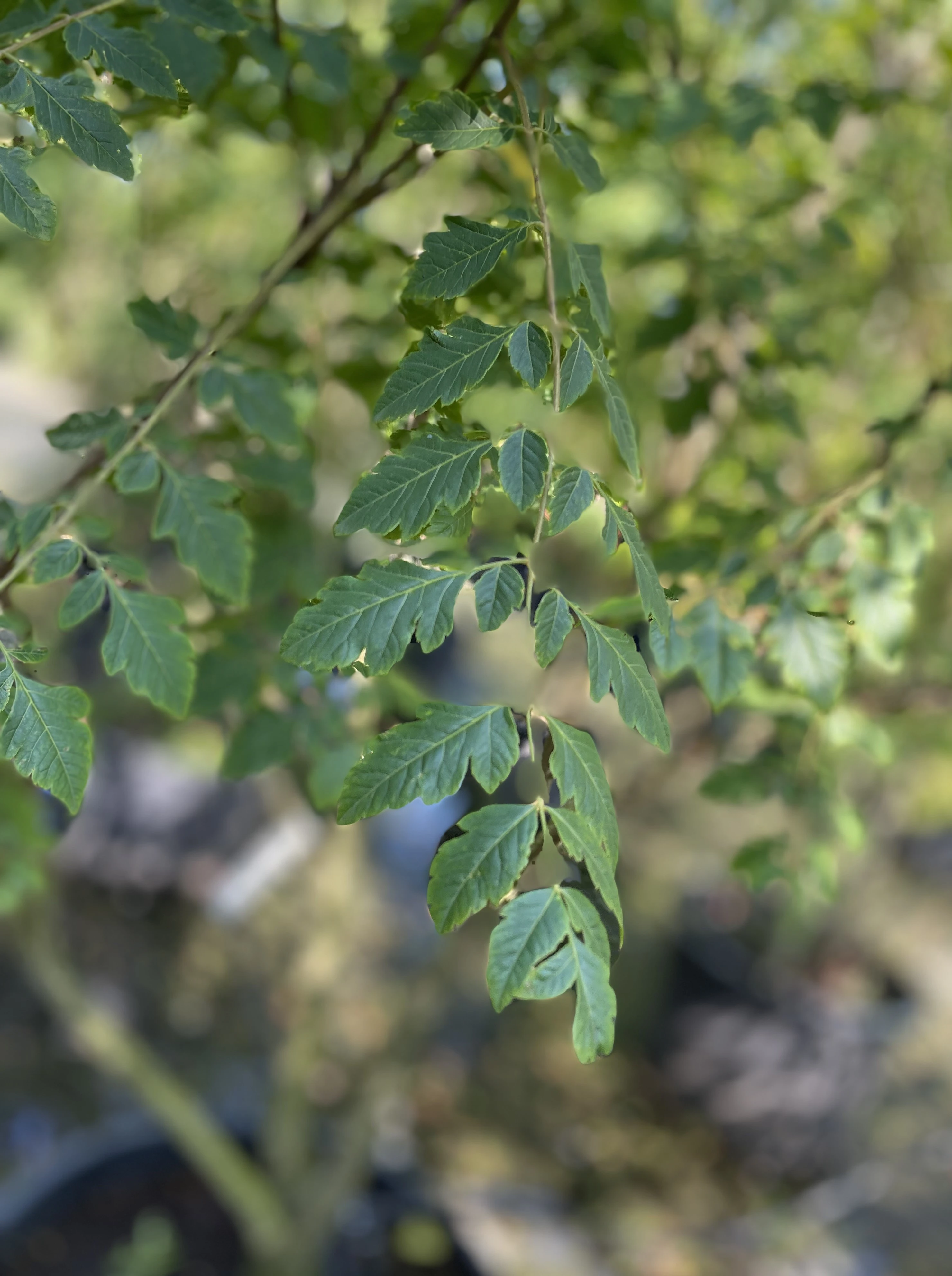 Koelreuteria paniculata-2