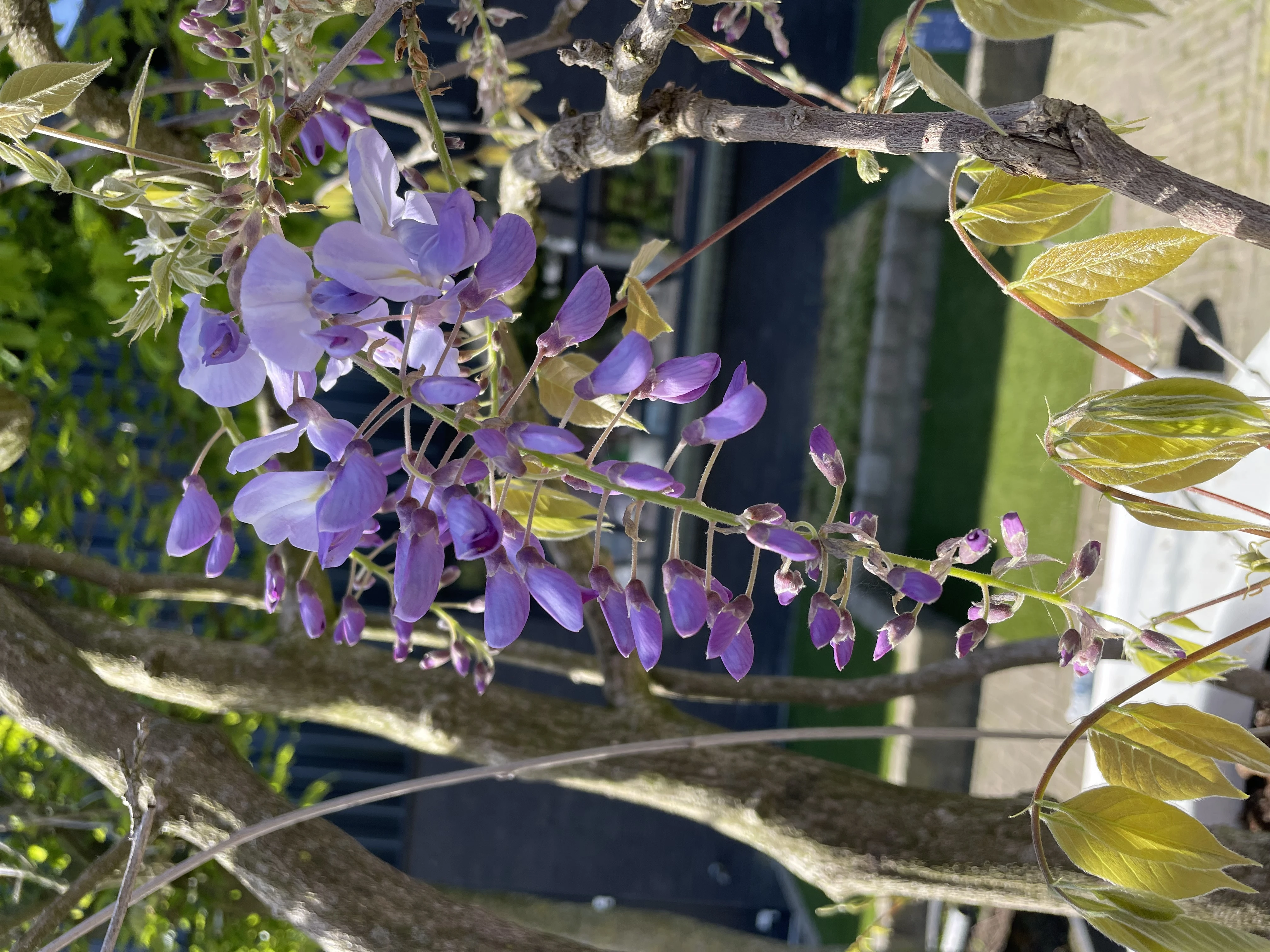 Wisteria sinensis -3