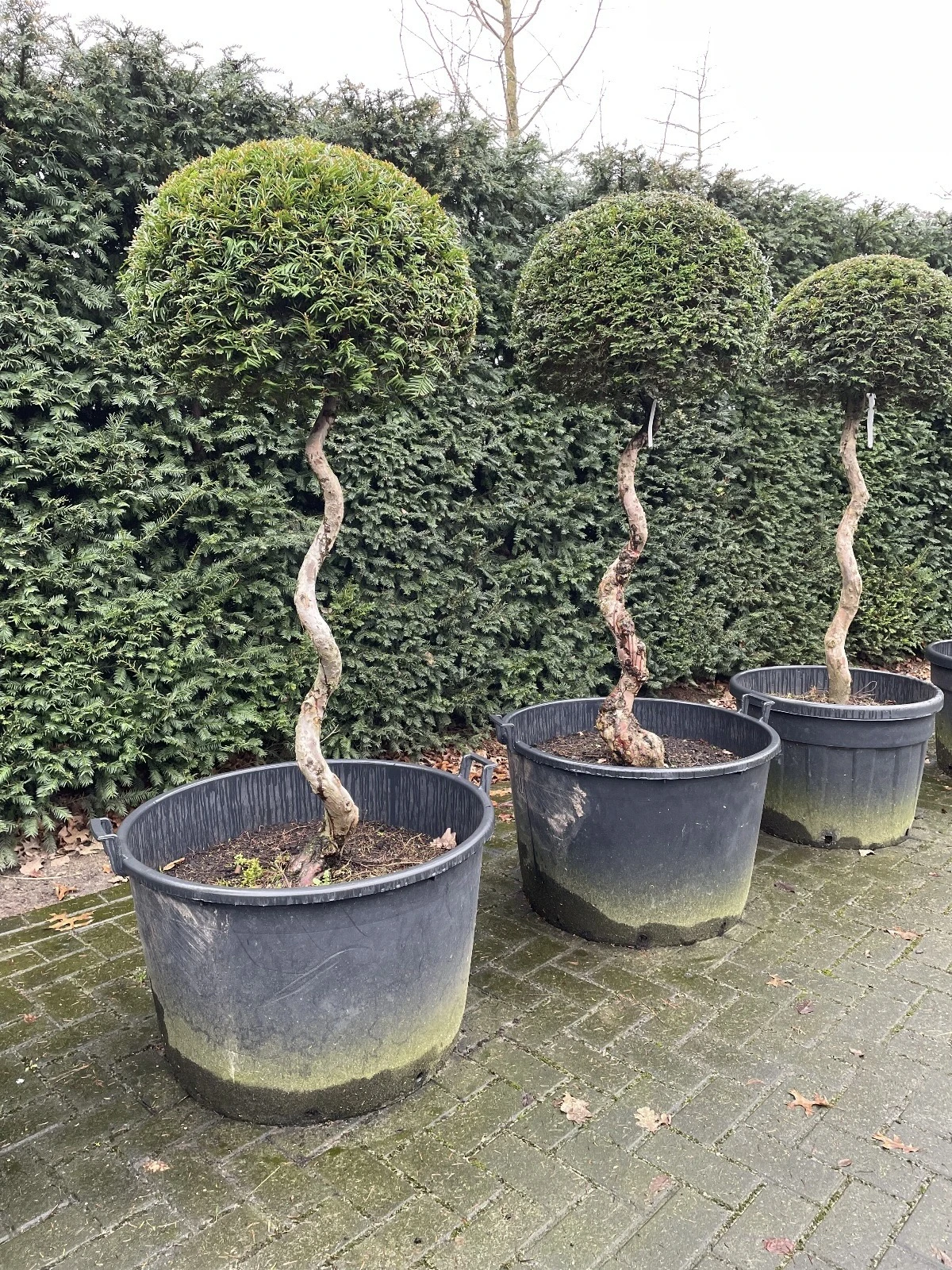 Taxus baccata (gedraaide stam) -6